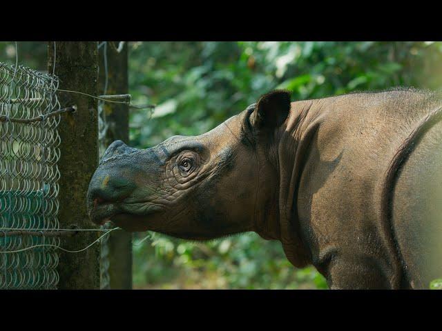 The World's Smallest Rhino is Going Extinct | Seven Worlds, One Planet | BBC Earth