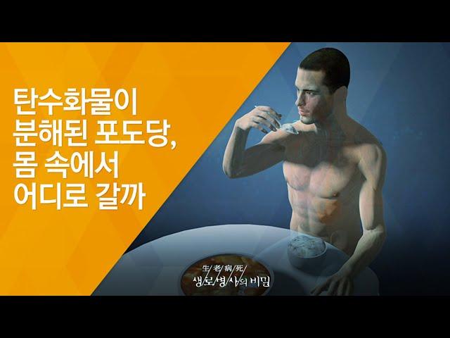 탄수화물이 분해된 포도당, 몸 속에서 어디로 갈까 - (20140827_514회 방송)_살 빠지는 밥의 힘! 쌀 다이어트