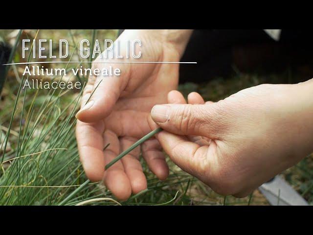 MEET FIELD GARLIC (Allium vineale): Wild Food Health Booster