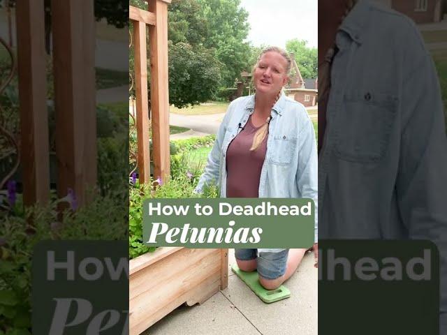 How to Deadhead Petunias