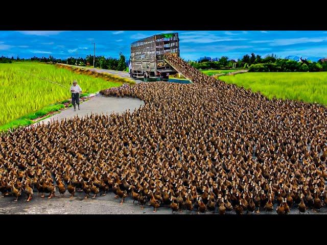 How to Raising Millions of Duck on Rice Field For  Meat - Free range Duck Farming Technique