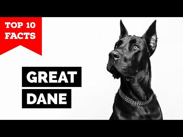 Great Dane - Top 10 Facts