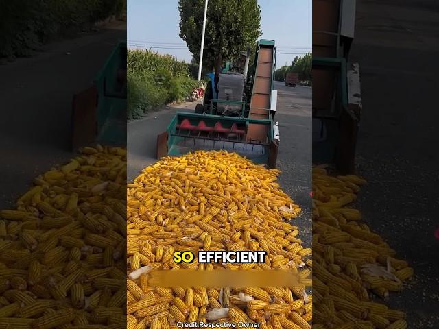 This Machine Peels Corn in Seconds!️#shortsvideo