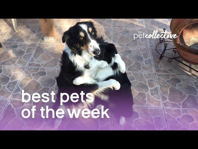 Best Pets of the Week | The Pet Collective