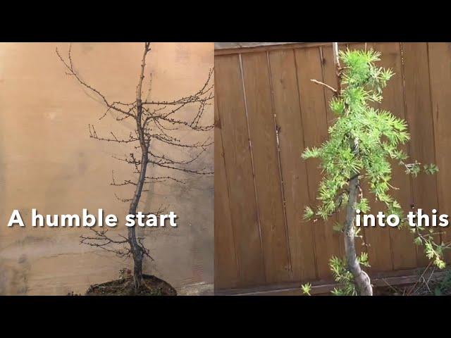 Yamadori Larch Bonsai - Initial Design - Long Format