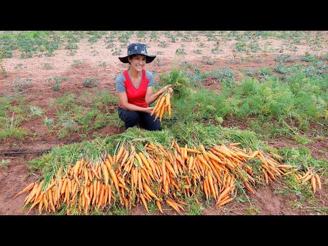 Depois da Colheita, 4 pratos incríveis de cenoura pra comemorar 400k de inscritos