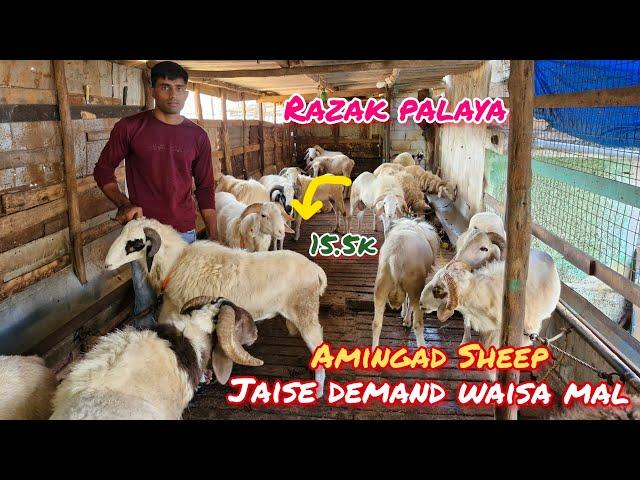 Amingad Sheep at very reasonable price #7892460138 #amingadtagaru bangalore