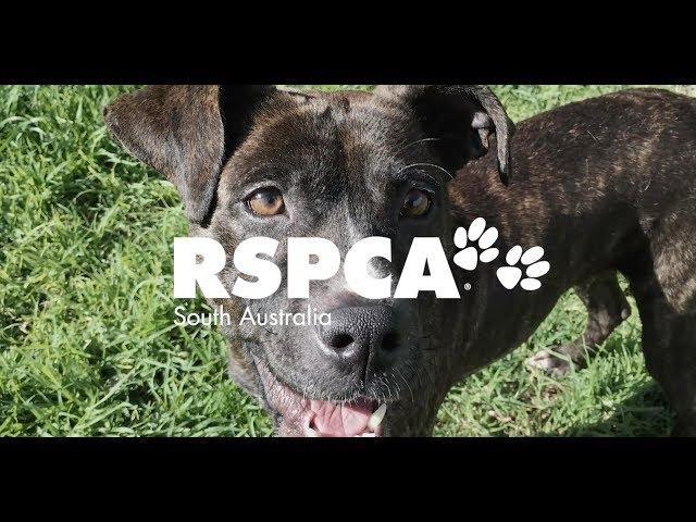 Welcome to RSPCA South Australia