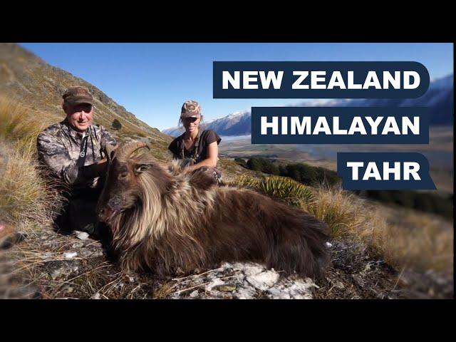 Himalayan Tahr in New Zealand