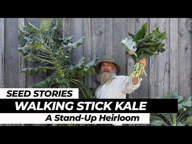 SEED STORIES | Walking Stick Kale: A Stand-Up Heirloom