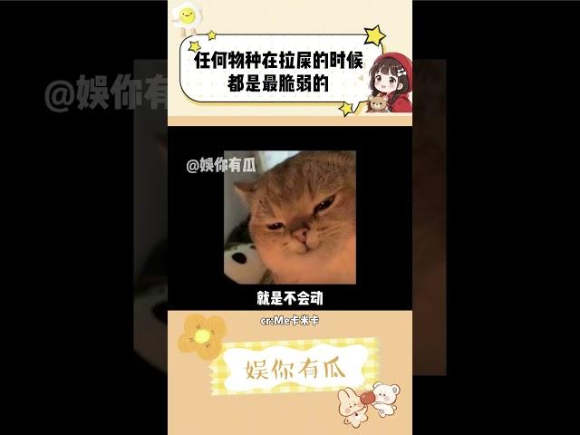 人在上厕所的时候最脆弱！狗也一样！