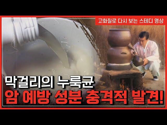 막걸리의 누룩균, 암 예방 성분의 충격적 발견! | 한국사 탐 [반복재생]/YTN 사이언스