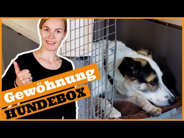 So gewöhnst du den Hund an die Box I Warum die Hundebox in der Hundeerziehung helfen kann