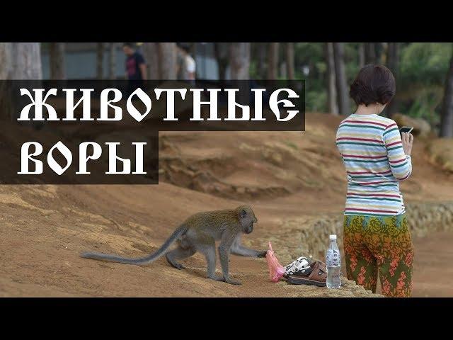 Животные воры - интересные факты