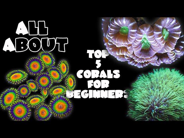 Top 5 Corals For Beginners