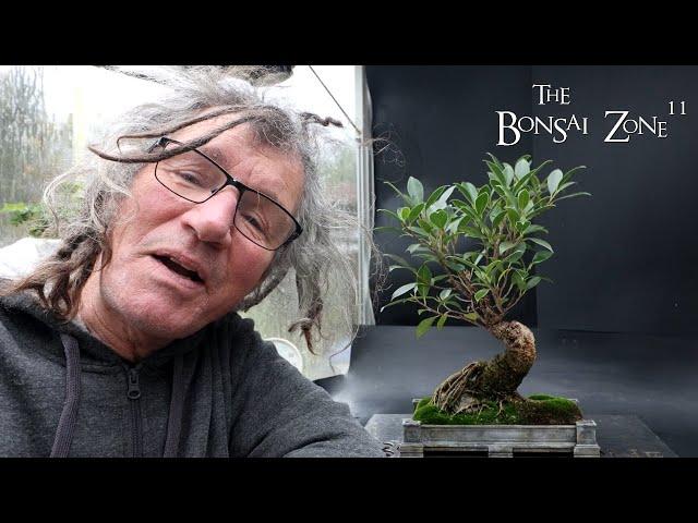 Pruning and Repotting My Tiger Bark Ficus, The Bonsai Zone, Nov 2024