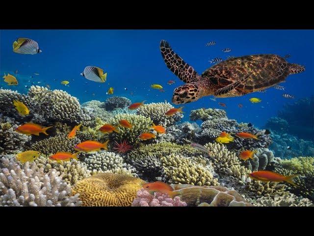 Underwater Ambience, Deep Relaxing Music, Sleeping Music, Meditation Music