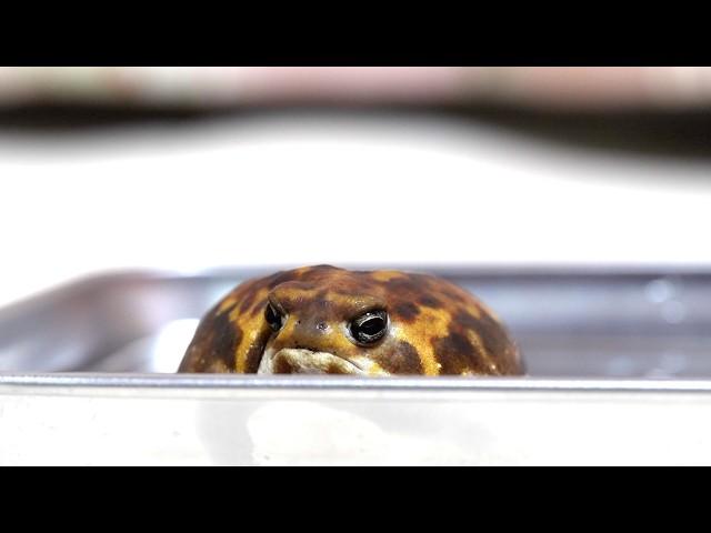 Rain frog relaxing in the bath