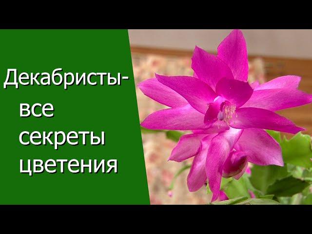 Декабристы - все секреты цветения