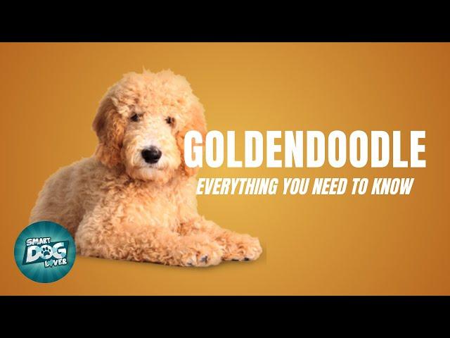 Goldendoodle Dog Breed Guide | Dogs 101 - Goldendoodle Puppies to Adults