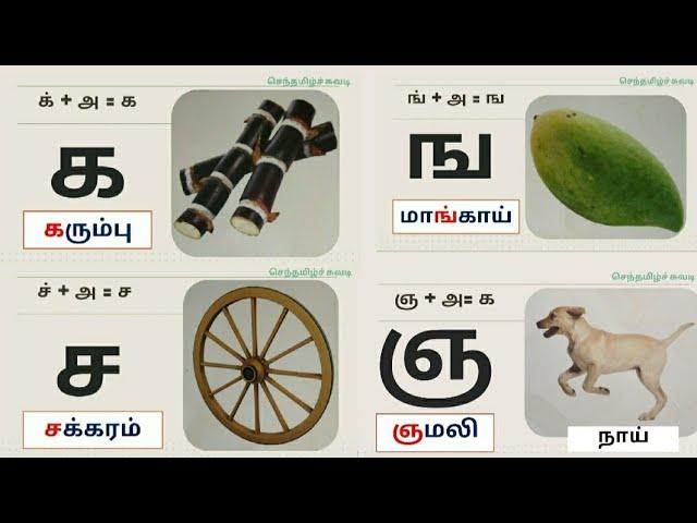 தமிழ்|உயிர் மெய் எழுத்துக்கள்|க ங ச ஞ வரிசை/செந்தமிழ்ச்சுவடி