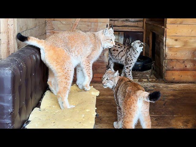 UNION OF THREE LYNXES / Bathing the cat Behemoth