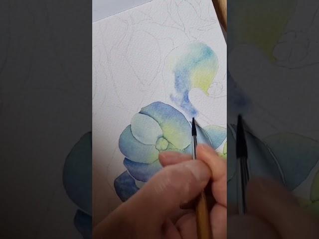 물빛 수국 채색 | 꽃그림 수채화    | Hydrangea watercolor #shorts #watercolor #수채화