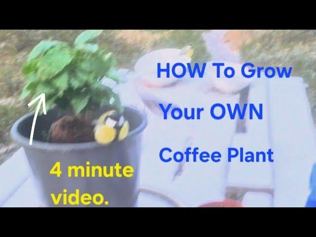 How to grow your own coffee plant (grow a coffee plant)