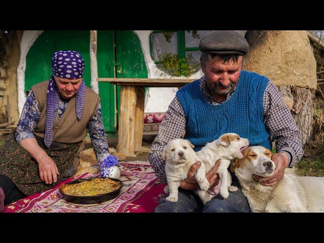 Puzik has two Puppies , Cooking Vegetable Pie