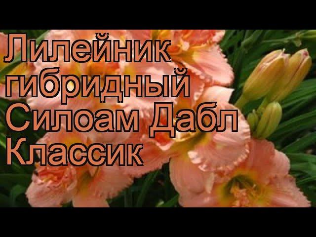 Лилейник гибридный Силоам Дабл Классик  обзор: как сажать, рассада лилейника Силоам Дабл Классик