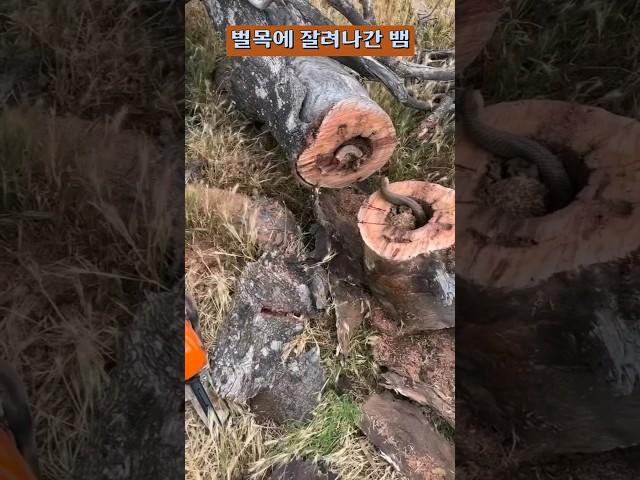 [산림동물] 벌목에 잘려나간 뱀 