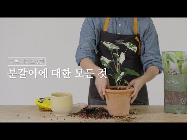 식물 가이드 05. 분갈이에 대한 모든 것 (시리즈그린 with 그루우) #시그식물가이드