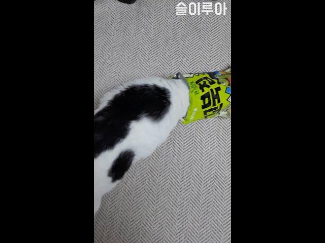 꼬북칩을 탐내는 고양이