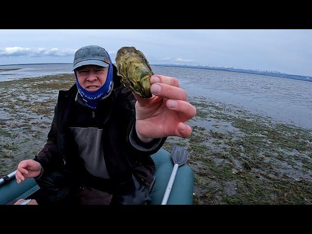 Collection of oysters. How to open and eat an oyster