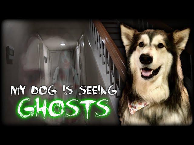 My dog is seeing GHOSTS in our home