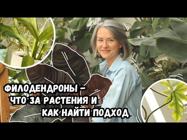 Филодендроны - что это за растения, и как найти к ним подход | секреты ухода за филодендронами