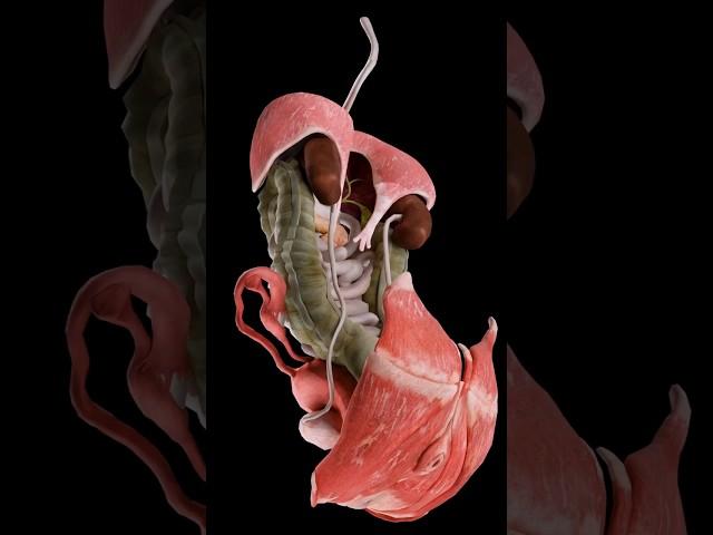 Female body's anatomy 