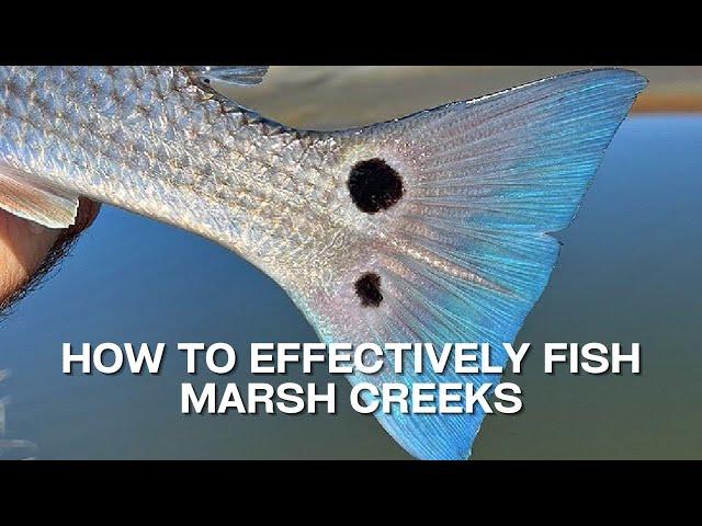 How To Effectively Fish In Marsh Creeks [Fishing Report]