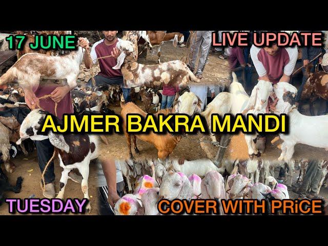 17 JUNE 2025 AJMER BAKRA MANDI LIVE UPDATE COVER WITH PRICE RAJASTHAN BIGGEST MANDI