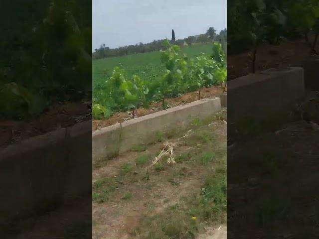 #salento 
