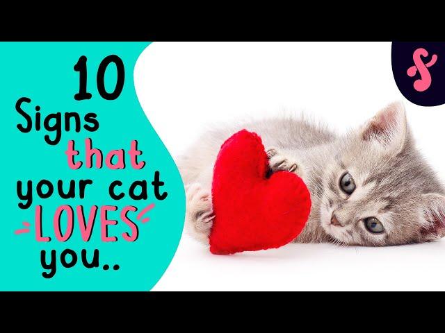 ️ 10 Signs That Your Cat Really LOVES You | Furry Feline Facts 