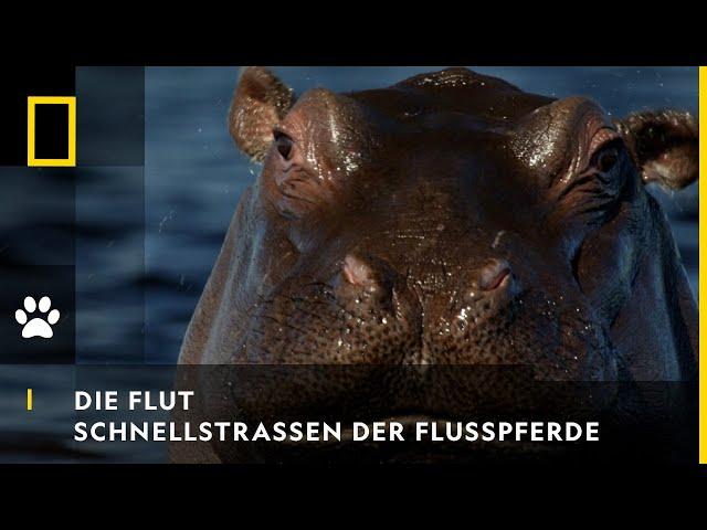 DIE FLUT - Schnellstraßen der Flusspferde | National Geographic