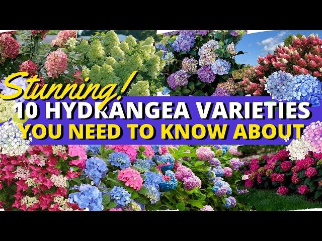 10 Stunning Hydrangea Varieties You Need to Know About 