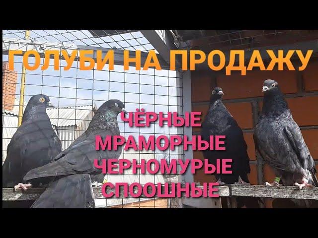 Лишние голуби на продажу. Чёрные, черномурые, мраморные. Pigeons for sale.