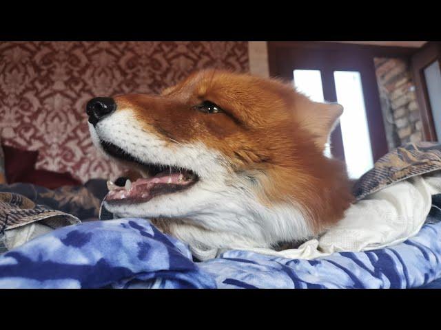 Fox barks at the TV