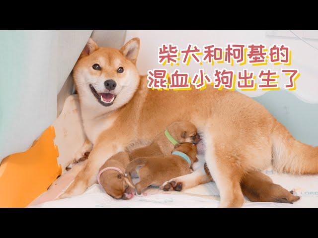 柴犬和柯基的混血小狗出生了，每一只小狗的出生都让我提心吊胆