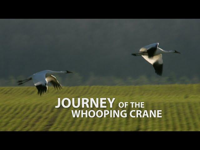 Journey of the Whooping Crane