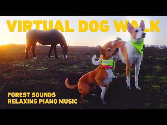 [NO ADS] TV for Dogs  Dog Walking in the Forest with Nature Sounds  Relaxing Music for Dogs