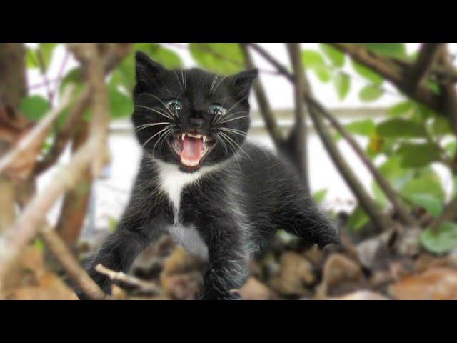 A Very Angry Hissy Kitty!