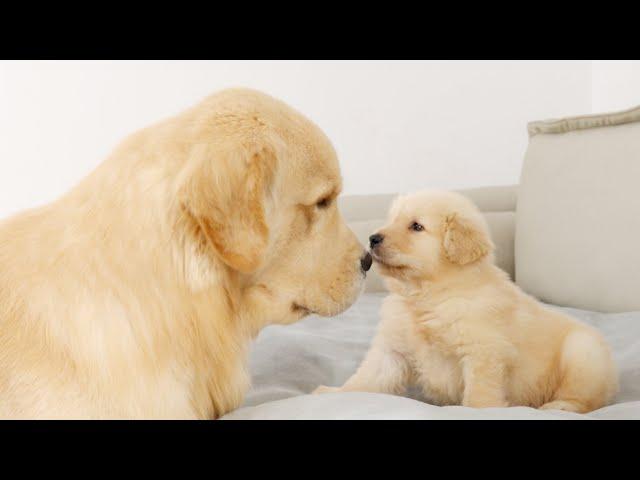 Golden Retriever Dad Meets His Puppy Son For The First Time